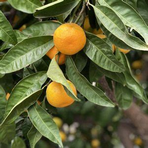 blue goose produce|loomis mandarins.